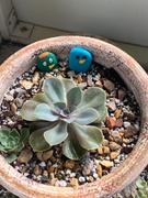 Planet Desert  Review